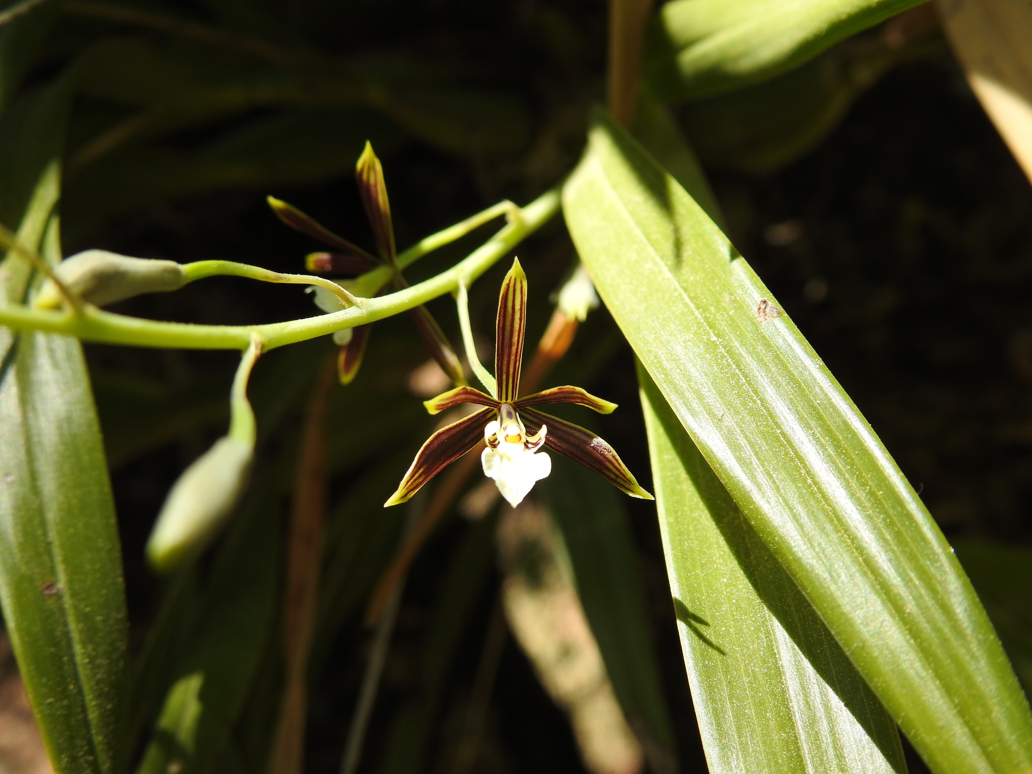Prosthechea linkiana